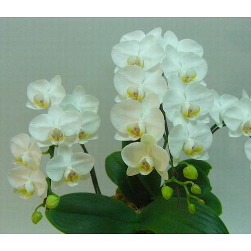 ���~�j�Ӓ����i���RF�j���a�����E�����j���E�J�X�j���E�V�z�j���ȂǂɁE�E�E���s���{��悩�炨�͂����܂��B3