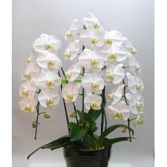 ����ĳ������F�ˡ����԰��������Ź�����ǫ��ľ�ܤ��Ϥ����ޤ���������ߡ��涡����ˡ�����ͽ��������������ˡ�ס�ˡ����̿���ˡ�����