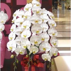 ����ĳ������F�ˡ����԰��������Ź�����ǫ��ľ�ܤ��Ϥ����ޤ����������������顦��Ź�ˤ���Ÿ���񡦳ڲ����񤤤�