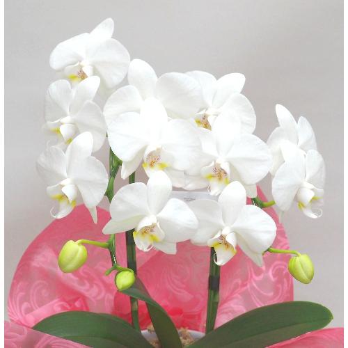 ���~�j�Ӓ����Q�e�����Ε�E�a�����E�����L�O���Ȃǌ�j�����ɂ���㈢�{��悩�炨�͂����܂��