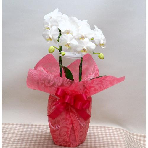 ���~�j�Ӓ����Q�e�����Ε�E�a�����E�����L�O���Ȃǌ�j�����ɂ���㈢�{��悩�炨�͂����܂��2