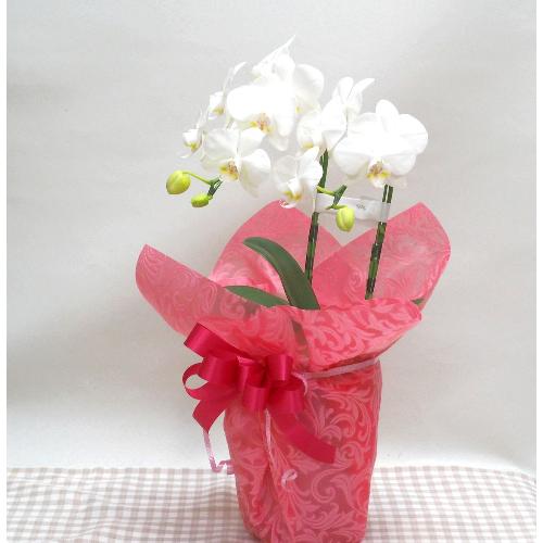 ���~�j�Ӓ����Q�e�����Ε�E�a�����E�����L�O���Ȃǌ�j�����ɂ���㈢�{��悩�炨�͂����܂��3