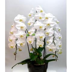 ����ĳ������F�ˡ����԰��������Ź�����ǫ��ľ�ܤ��Ϥ����ޤ�����̿����ˡ�����涡�����ͽ��������������ˡ�ס�̿���ˡ�����