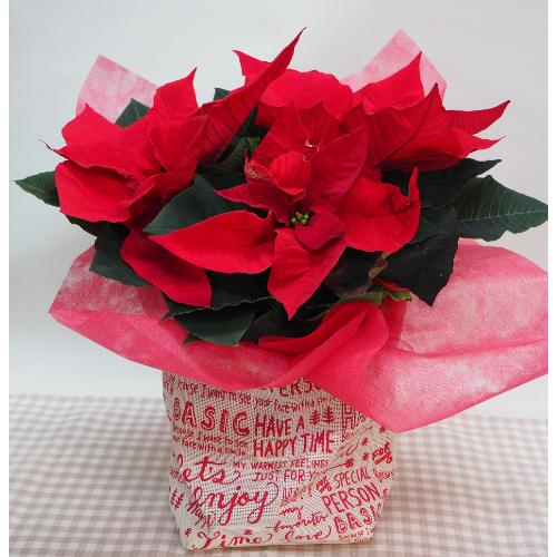 |CZ`AEԂTNX}XEJXjEaEΕEɁEEEs{悩炨͂܂B