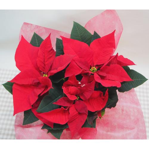 |CZ`AEԂTNX}XEJXjEaEΕEɁEEEs{悩炨͂܂B2