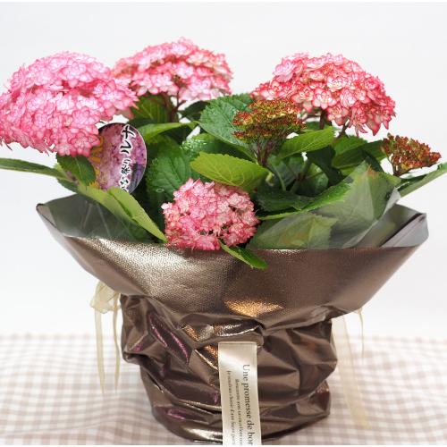 �����������E�ЂȍՂ胋�i�s���N���ЂȂ܂胋�i ��̓��ɁE�E���s���{��悩�炨�͂����܂��B
