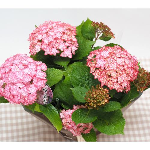 �����������E�ЂȍՂ胋�i�s���N���ЂȂ܂胋�i ��̓��ɁE�E���s���{��悩�炨�͂����܂��B2