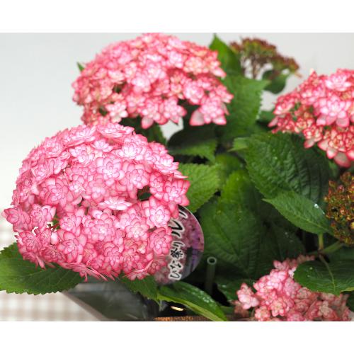 �����������E�ЂȍՂ胋�i�s���N���ЂȂ܂胋�i ��̓��ɁE�E���s���{��悩�炨�͂����܂��B3