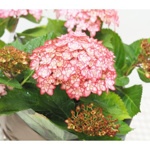 �����������E�ЂȍՂ胋�i�s���N���ЂȂ܂胋�i ��̓��ɁE�E���s���{��悩�炨�͂����܂��B4