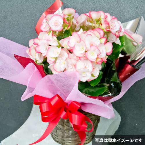 �x�S�j�A�i�F���܂����j