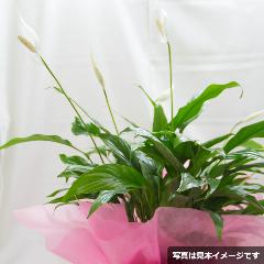 XpeBtB