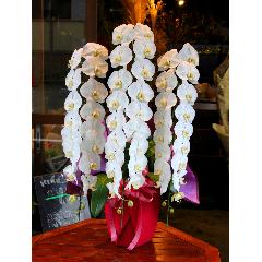 ��Ź�����ȡ���ž�ˡָ�ĳ���������礦������