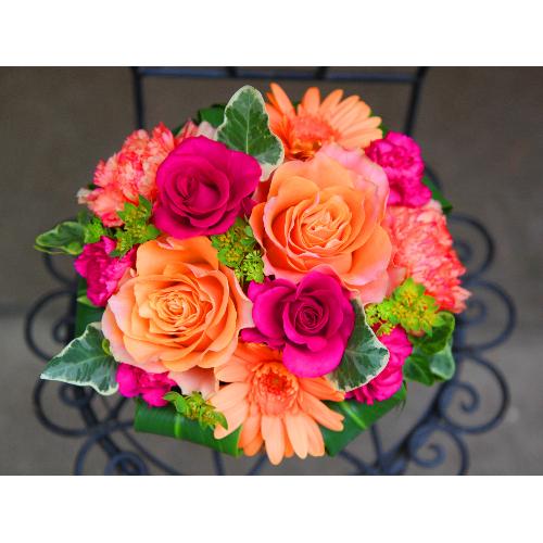 ςKNIyLe Rose( [[jM rrbhz
