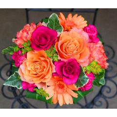 �o�����^�C�����K�N���y�� ���[�[�@M �r�r�b�h�z