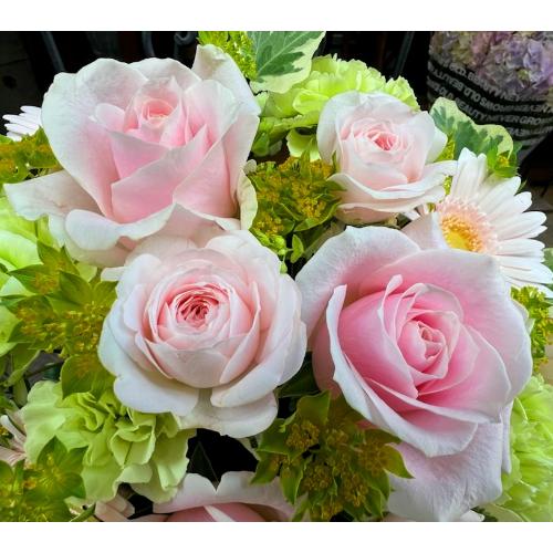 ςKNIyLe Rose( [[jk pXez4