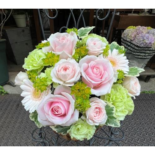 ςKNIyLe Rose( [[jk pXez5