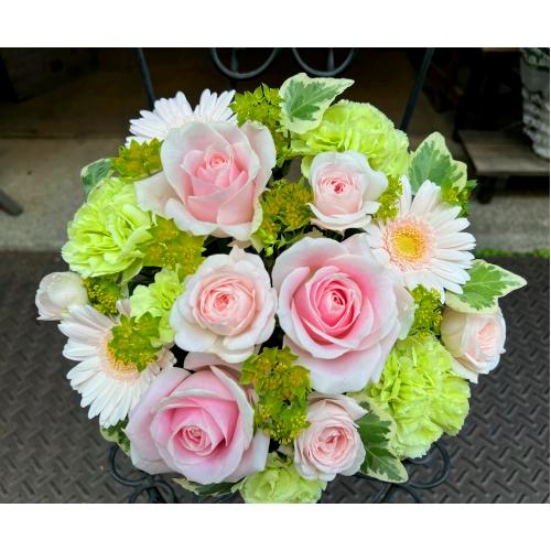 ςKNIyLe Rose( [[jk pXez6