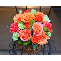 �o�����^�C�����K�N�y�� ���[�[�@L �I�����W�z