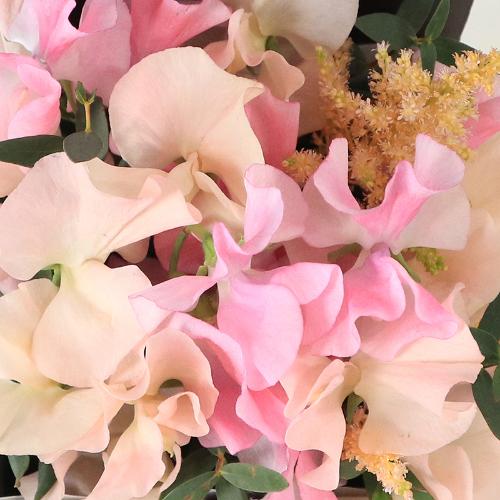 �t�����A���u�V�����}���X�y�V�����e�v3