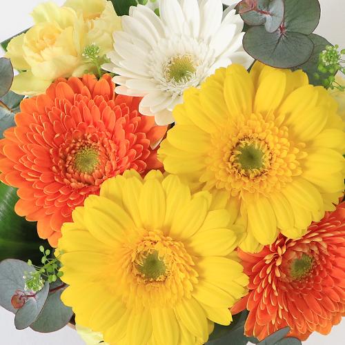 ����Ԗ卡���̉ԁu�K�[�x���̃A�����W�����g�v3