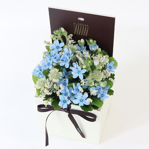 �t�����A���u�V�����}���X�y�V�����e�v4