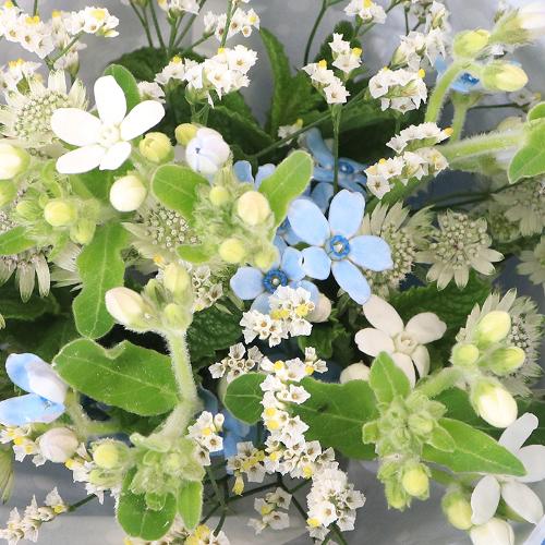 �t�����A���u�u���[�X�^�[�̃��R�����h�u�[�P�v3