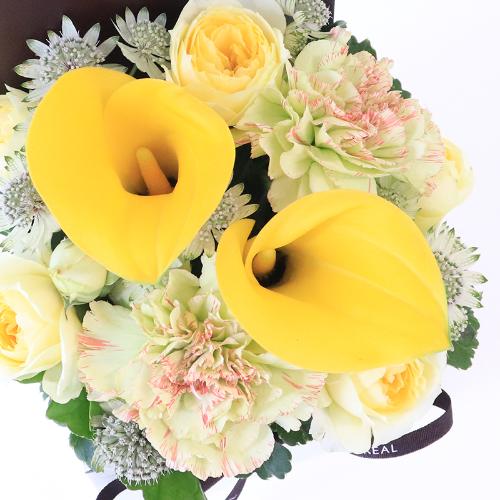 �t�����A���u�V�����}���X�y�V�����e�v3