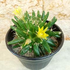 東京都港区の花屋 有 ジャングルジャック をご紹介 フラワーギフトはプロのお花屋さんにおまかせ フジテレビフラワーネット