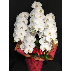 iID 7698 Ӓ@@T{