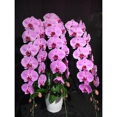 iID 6583 Ӓ@sN@R{