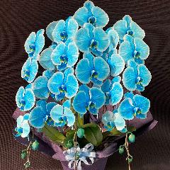 東京都文京区の花屋 Clover Flower をご紹介 フラワーギフトはプロのお花屋さんにおまかせ フジテレビフラワーネット