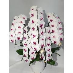 iID 8379 Ӓ@ԃbv@T{