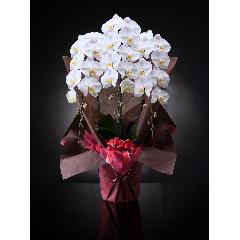 Ӓ 36 3{ yArARz