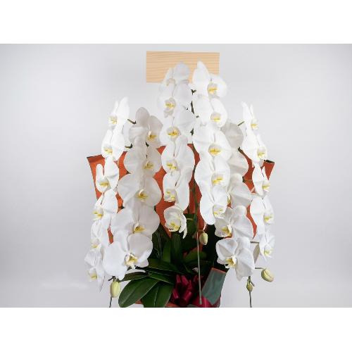 �y��q�����z���X�E��Ђ̔ɉh���肤�Ӓ���