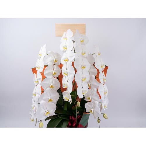 �y��q�����z���X�E��Ђ̔ɉh���肤�Ӓ���2