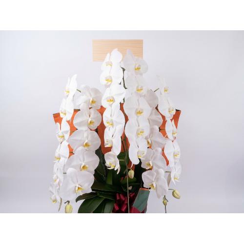 �y��q�����z���X�E��Ђ̔ɉh���肤�Ӓ���4