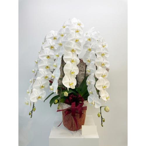 �y��q�����z���X�̔ɉh���肤�ɏ�Ӓ���4