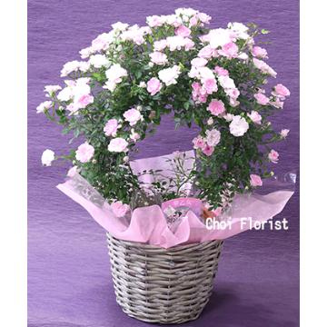 ＜フジテレビフラワーネット＞ 優しいピンクのバラ鉢/PL926画像