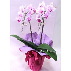 �ԥ󥯥ߥˡ���ĳ��/OR927