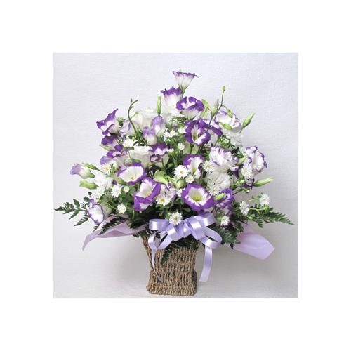 ���n�A�����W�@�^A545