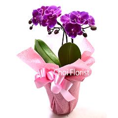 ~jӒ/or1040