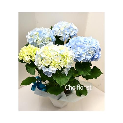�u���[�A�W�T�C/PL2902