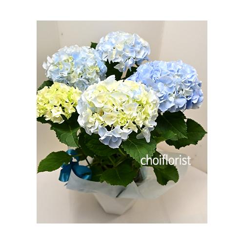 �u���[�A�W�T�C/PL29022