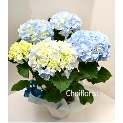 �u���[�A�W�T�C/PL2902