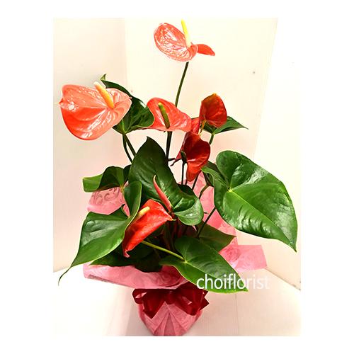 �A���X���E�����^PL29032