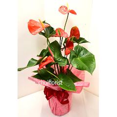 �A���X���E�����^PL2903
