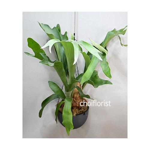 �R�E��������/pl29052