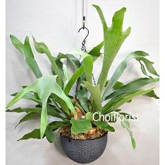 �R�E��������/pl2905