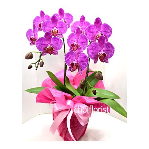 �~�j�Ӓ����s���N�n/or10902