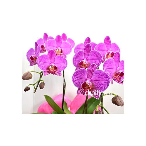 �~�j�Ӓ����s���N�n/or10903